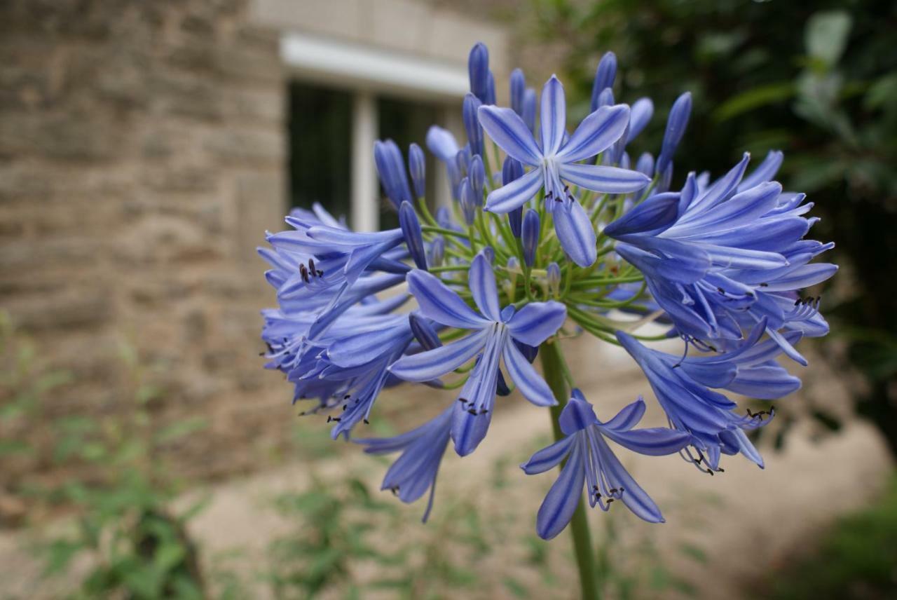 Aux Agapanthes Bed & Breakfast Pluherlin Dış mekan fotoğraf